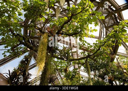 Giardino botanico di Berlino: Splendide serre con ricche collezioni di cactus, succulente e lussureggianti piante tropicali. Foto Stock