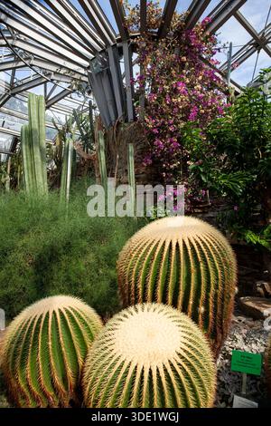 Giardino botanico di Berlino: Splendide serre con ricche collezioni di cactus, succulente e lussureggianti piante tropicali. Foto Stock