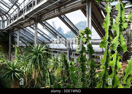 Giardino botanico di Berlino: Splendide serre con ricche collezioni di cactus, succulente e lussureggianti piante tropicali. Foto Stock