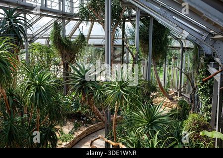 Giardino botanico di Berlino: Splendide serre con ricche collezioni di cactus, succulente e lussureggianti piante tropicali. Foto Stock