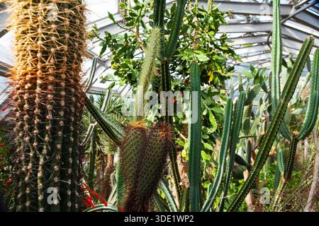Giardino botanico di Berlino: Splendide serre con ricche collezioni di cactus, succulente e lussureggianti piante tropicali. Foto Stock