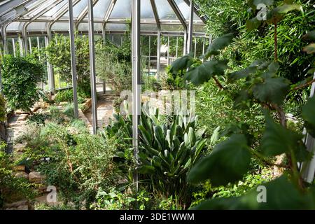 Giardino botanico di Berlino: Splendide serre con ricche collezioni di cactus, succulente e lussureggianti piante tropicali. Foto Stock