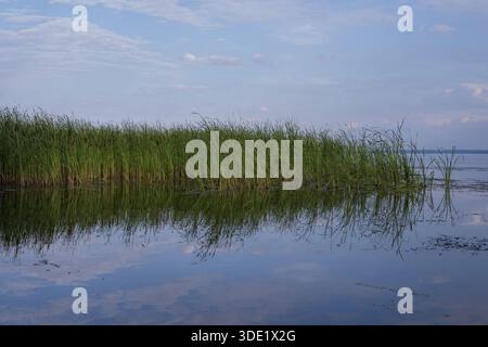 Canne che crescono lungo la tranquilla riva del fiume con riflessi in acqua ferma sotto il cielo nuvoloso, paesaggio ripariale naturale, scena estiva Foto Stock