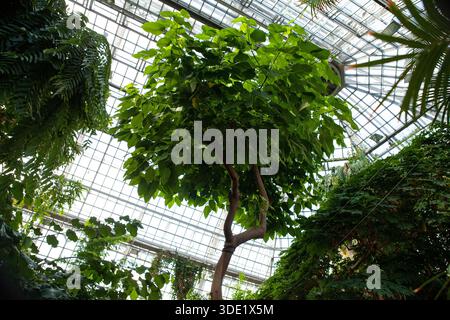 Giardino botanico di Berlino: Splendide serre con ricche collezioni di cactus, succulente e lussureggianti piante tropicali. Foto Stock