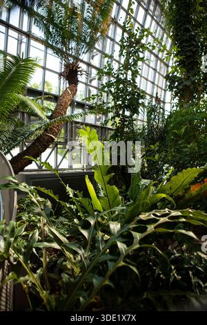 Giardino botanico di Berlino: Splendide serre con ricche collezioni di cactus, succulente e lussureggianti piante tropicali. Foto Stock