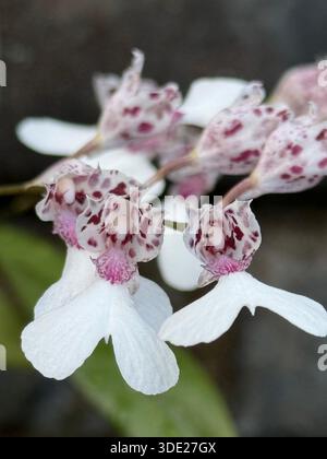 Orchidea Rodriguezia-decora nel giardino botanico di Montreal Foto Stock