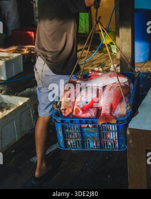 Balikpapan, Indonesia - 8 novembre 2025. Un pescatore o un commerciante trasporta una cassa di plastica blu piena di lutiani rossi appena pescati, Foto Stock