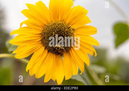 Api ricoperte di polline su un girasole giallo brillante, helianthus, asteraceae, Lumberton, New Mexico, STATI UNITI. Foto Stock