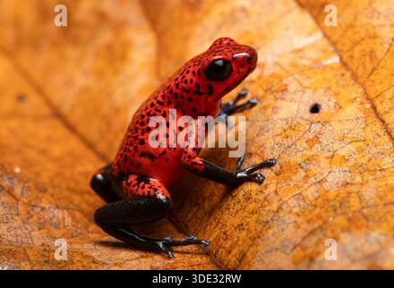 Rana veleno di fragole sul fondo della foresta Foto Stock