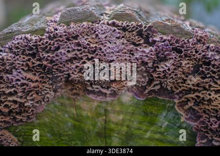 Primo piano di funghi a staffa viola e marrone attaccati a un tronco di albero tagliato. Luce naturale, profondità di campo ridotta, strati di funghi ruvidi. Foto Stock