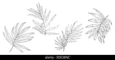 Foglie di palma, schizzo in bianco e nero. Illustrazione vettoriale. Foglie di alberi tropicali, serie di silhouette isolate su sfondo bianco. Verde e lussureggiante fauna selvatica Illustrazione Vettoriale