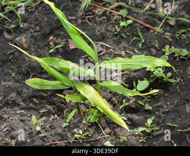 Pianta fresca di zenzero giovane che cresce nel terreno spezie organiche di erbe di radice di zenzero Foto Stock