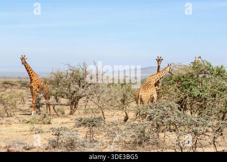 Giraffe in piedi e mangiano da cespugli spinosi sulla savana Foto Stock