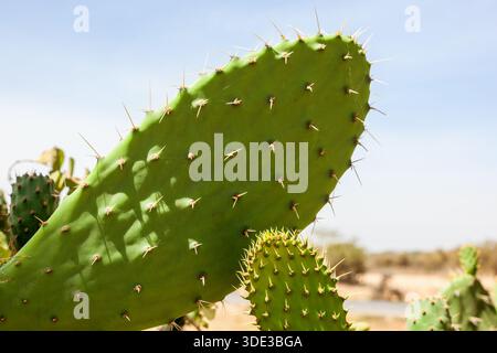 Spine taglienti su un cactus selvatico Foto Stock