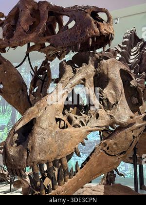 Tyrannosaurus Rex T-Rex Dinosaur Natural History Museum di Abu Dhabi Foto Stock