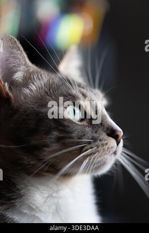 Gatto adulto giovane sano con occhi verdi guardando avanti mentre seduto comodamente in una casa Foto Stock