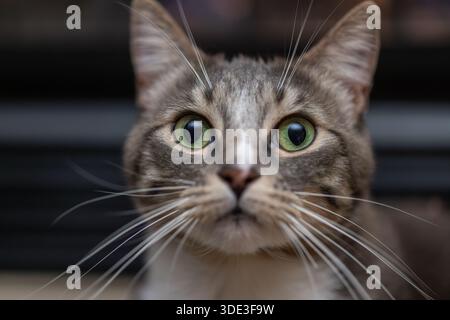 Gatto adulto giovane sano con occhi verdi guardando avanti mentre seduto comodamente in una casa Foto Stock