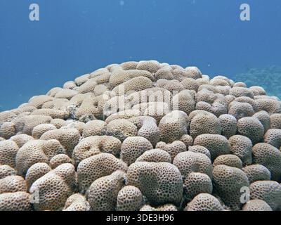 Corallo roccioso (Goniastrea sp.), barriera corallina, Mar Rosso, Hamata, Egitto Foto Stock