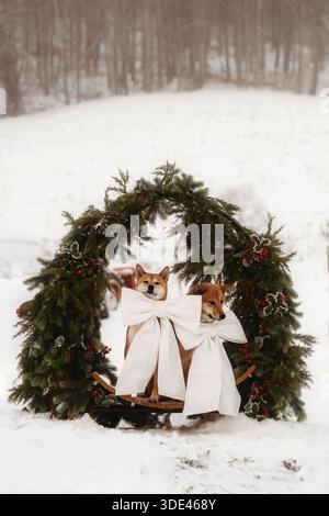 Due cani Shiba Inu seduti in una corona di Natale nella neve Foto Stock