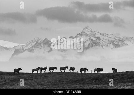 I cavalli si stagliavano contro le montagne e i prati Foto Stock