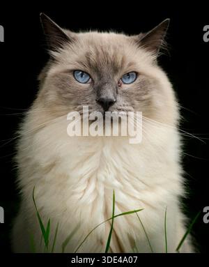 Un bellissimo gatto siamese dagli occhi blu seduto nell'erba e rivolto verso la telecamera Foto Stock