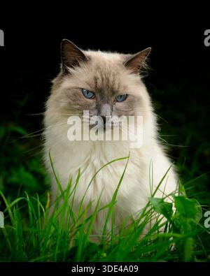 Un bellissimo gatto siamese dagli occhi blu seduto nell'erba e rivolto verso la telecamera Foto Stock