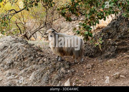 Myrina, Lemnos, Grecia - 22 ottobre 2025: Capra dai capelli lunghi che girovagano per i terreni del castello di Myrina. Foto Stock