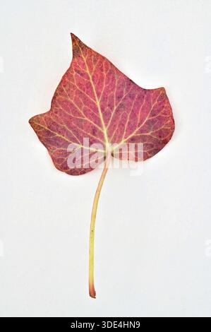 Singola foglia rossa e gambo di edera Foto Stock