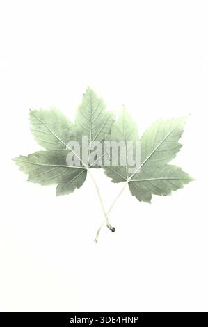 Due foglie verdi mature di albero di Sycamore su sfondo pianeggiante Foto Stock