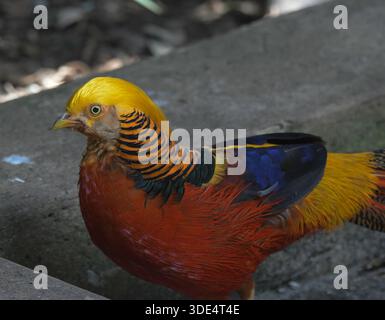 Ritratto di un fagiano dorato o fagiano cinese o arcobaleno nel giardino degli uccelli di johannesburg Foto Stock