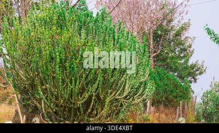 Un denso cactus verde, la punta di Royle (Euphorbia royleana), cresce in un giardino circondato da alberi e altre piante, mostrando una botanica unica. Foto Stock