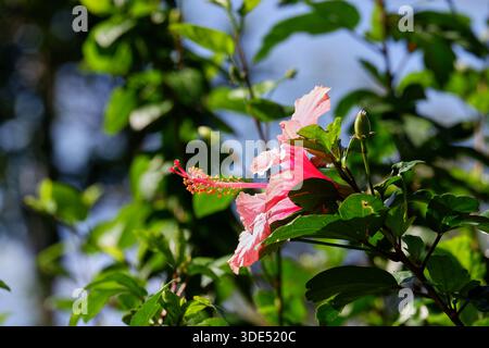 Fiore di ibisco rosso, o rosa-sinensis, che fiorisce alla luce del sole, vibrante pianta tropicale del giardino. Foto Stock