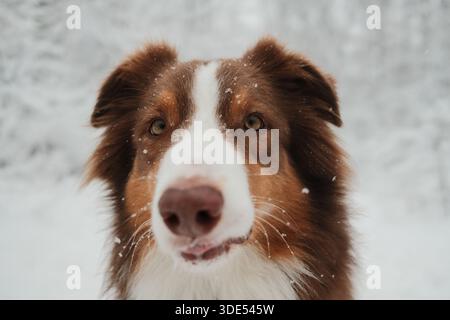Primo piano ritratto di un pastore australiano in caduta di neve, guardando direttamente la fotocamera. Concetto di ritratto invernale degli animali domestici, attenzione, lealtà, calma Foto Stock