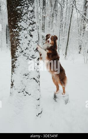 Pastore australiano in piedi sulle zampe posteriori e appoggiato su un albero innevato nella foresta invernale. Concetto di curiosità, giocosità, allenamento, animaletto attivo Foto Stock