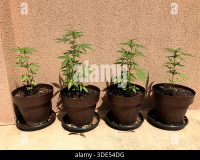 Le giovani piante di cannabis prosperano in vasi, ricevendo luce naturale contro un muro testurizzato, mostrando il loro processo di coltivazione nella comunità valenciana Foto Stock