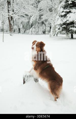 Pastore australiano in piedi sulle zampe posteriori con zampe su un ceppo innevato nel parco invernale. Posa vigile del cane, intelligenza, curiosità, ambiente calmo e innevato. Foto Stock