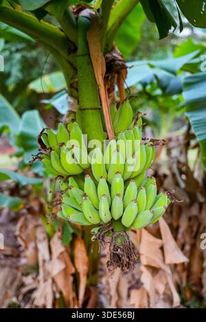 Un mucchio di giovani banane verdi che crescono su un albero nel Parco storico Wat Pa Sak a Chiang Saen, nel nord della Thailandia Foto Stock
