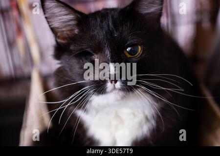 Il gatto che strizza l'occhio sinistro manca, lo sguardo ambrato, il sopravvissuto al rifugio cicatrizzato ma affettuoso compagno al chiuso Foto Stock