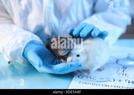 Scienziato che lavora con i topi a tavola in laboratorio, primo piano Foto Stock