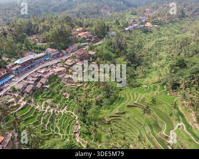 Ceking Rice Terrace a Bali, Indonesia. Campi di riso sullo sfondo. Punto di vista del drone. Grandangolo Foto Stock