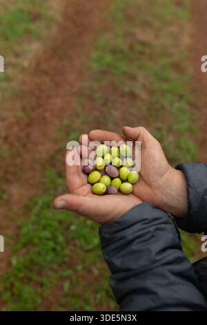 Mani aperte con una manciata di olive Olea europaea appena raccolte. Raccolto agricolo manuale. Foto Stock