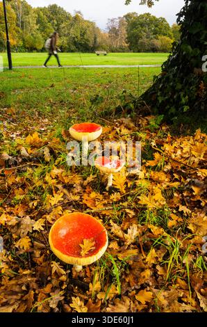 Mosca funghi agarici (Amanita muscaria) su Southampton Common, Inghilterra, Regno Unito Foto Stock
