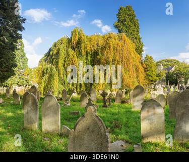 Il faggio piangente (Fagus sylvatica 'Pendula') nell'autunno del Southampton Old Cemetery, Southampton, Inghilterra, Regno Unito Foto Stock