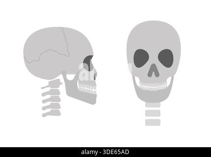 Immagine vettoriale del cranio umano vista frontale e laterale, semplice stile minimalista piatto. Illustrazione Vettoriale