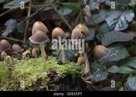 Un gruppo di funghi comuni che crescono da un tronco in decadenza ricoperto di lichene, li mostra nel loro ambiente naturale in modo diverso Foto Stock