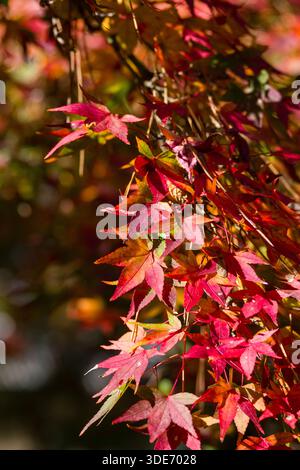 Il fogliame autunnale mostra una sorprendente gamma di colori all'interno del Giardino Nazionale di Kyoto Gyoen, una spaziosa oasi nel cuore di Kyoto. Le delicate foglie di Foto Stock