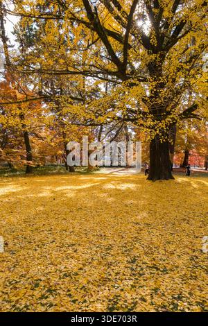 Il Giardino Nazionale di Kyoto Gyoen presenta una splendida esposizione di fogliame autunnale, con un grande albero di ginkgo che domina il paesaggio. Uno spesso tappeto di golde Foto Stock