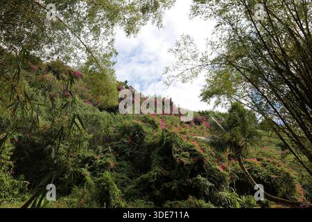 Una collina coperta da lussureggianti piante tropicali, fiori e arbusti nella Valle di Lawai, Kauai, Hawaii, Stati Uniti Foto Stock