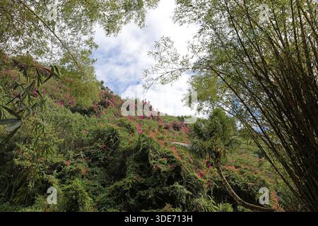 Una collina coperta da lussureggianti piante tropicali, fiori e arbusti nella Valle di Lawai, Kauai, Hawaii, Stati Uniti Foto Stock