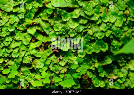 Un vivace tappeto verde di liverwort, con il suo nastro simile a serpente thalli che copre densamente il pavimento umido della foresta in una lussureggiante e primordiale esposizione. Foto Stock